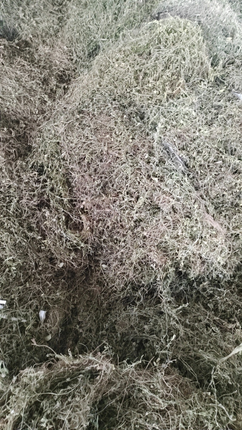 产地直发黄毛耳草