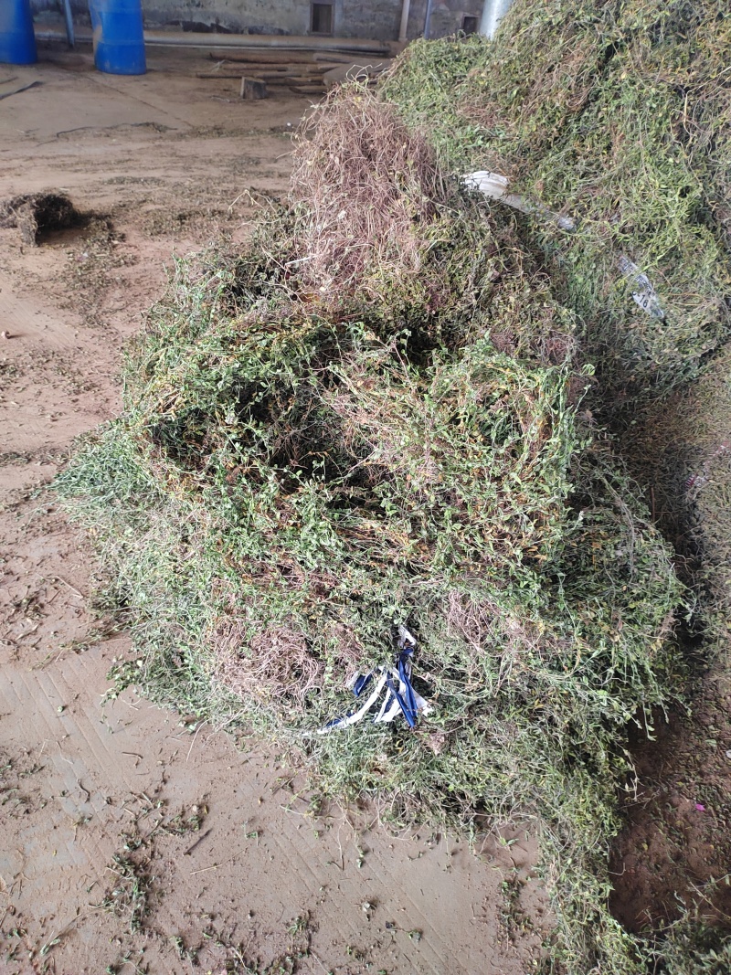 产地直发黄毛耳草