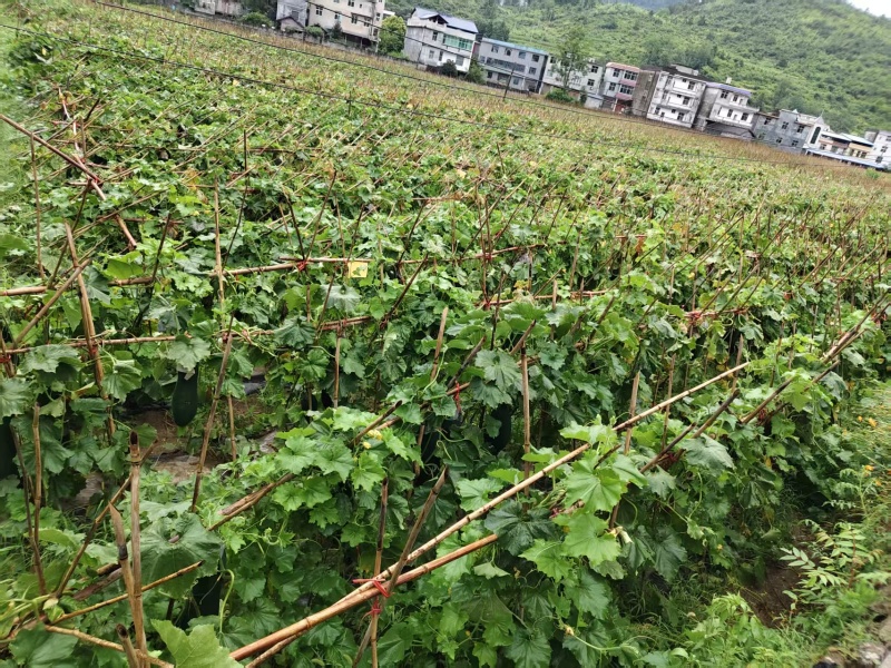 精品黑皮冬瓜产地发货一手货源批发品质保证价格美丽欢迎下单