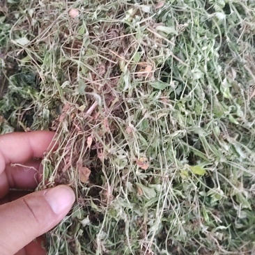 黄毛耳草，金毛耳草产地直供