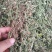 黄毛耳草，金毛耳草产地直供