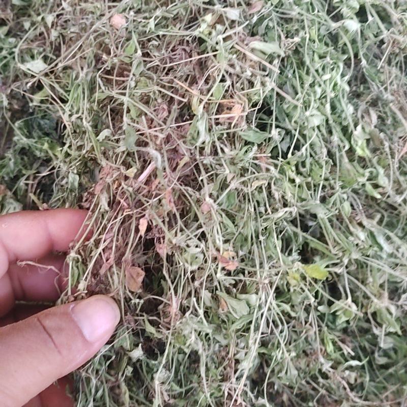 黄毛耳草，金毛耳草产地直供