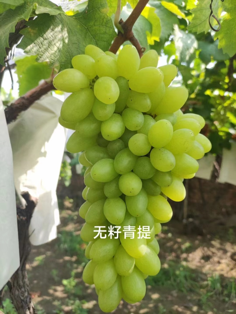 清徐各种品种葡萄批发价