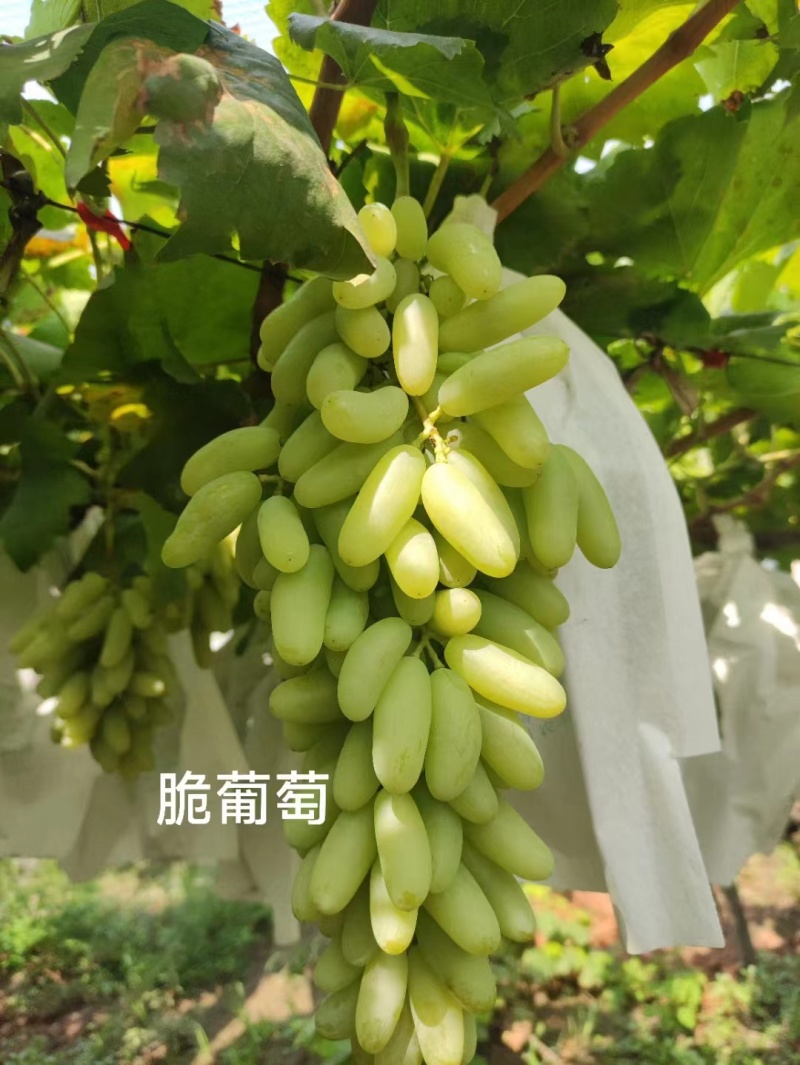 清徐各种品种葡萄批发价