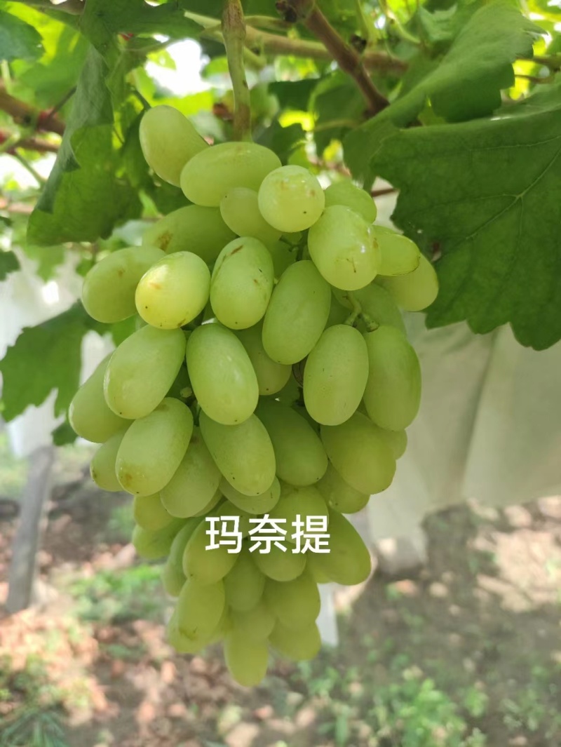 清徐各种品种葡萄批发价