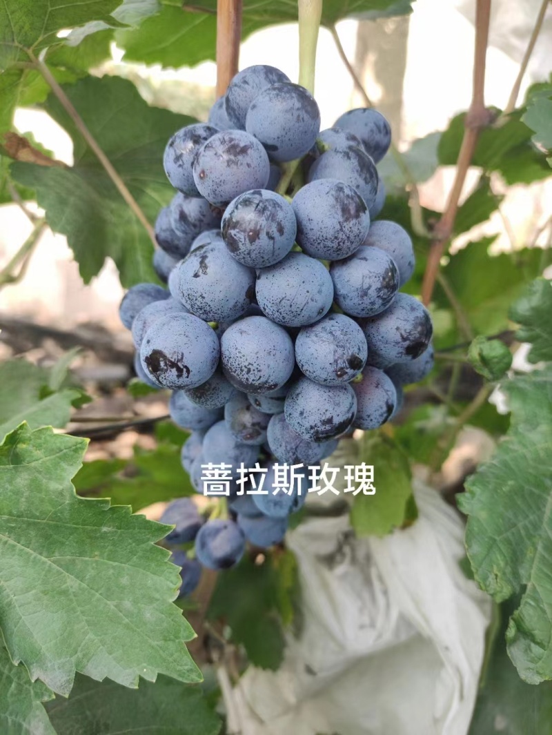 清徐各种品种葡萄批发价