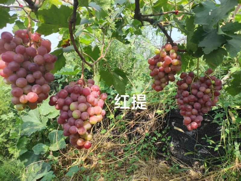 清徐各种品种葡萄批发价
