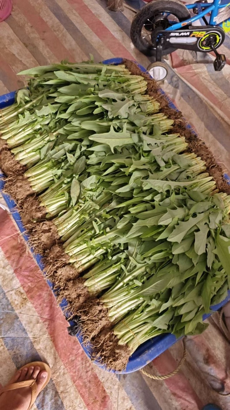 甜麦菜种苗