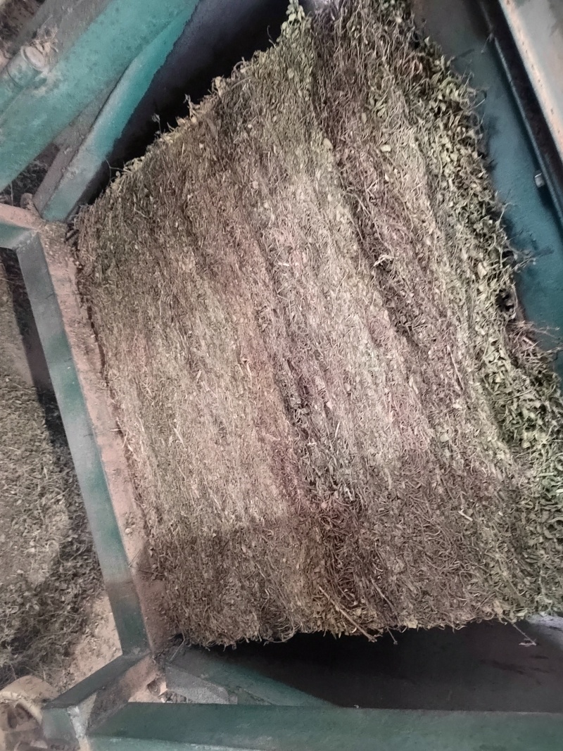 黄毛耳草，金毛耳草产地直供