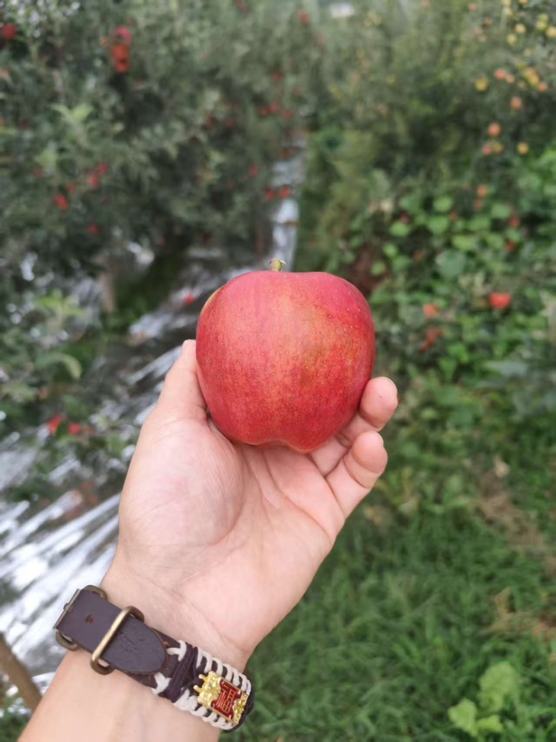 云南红露苹果