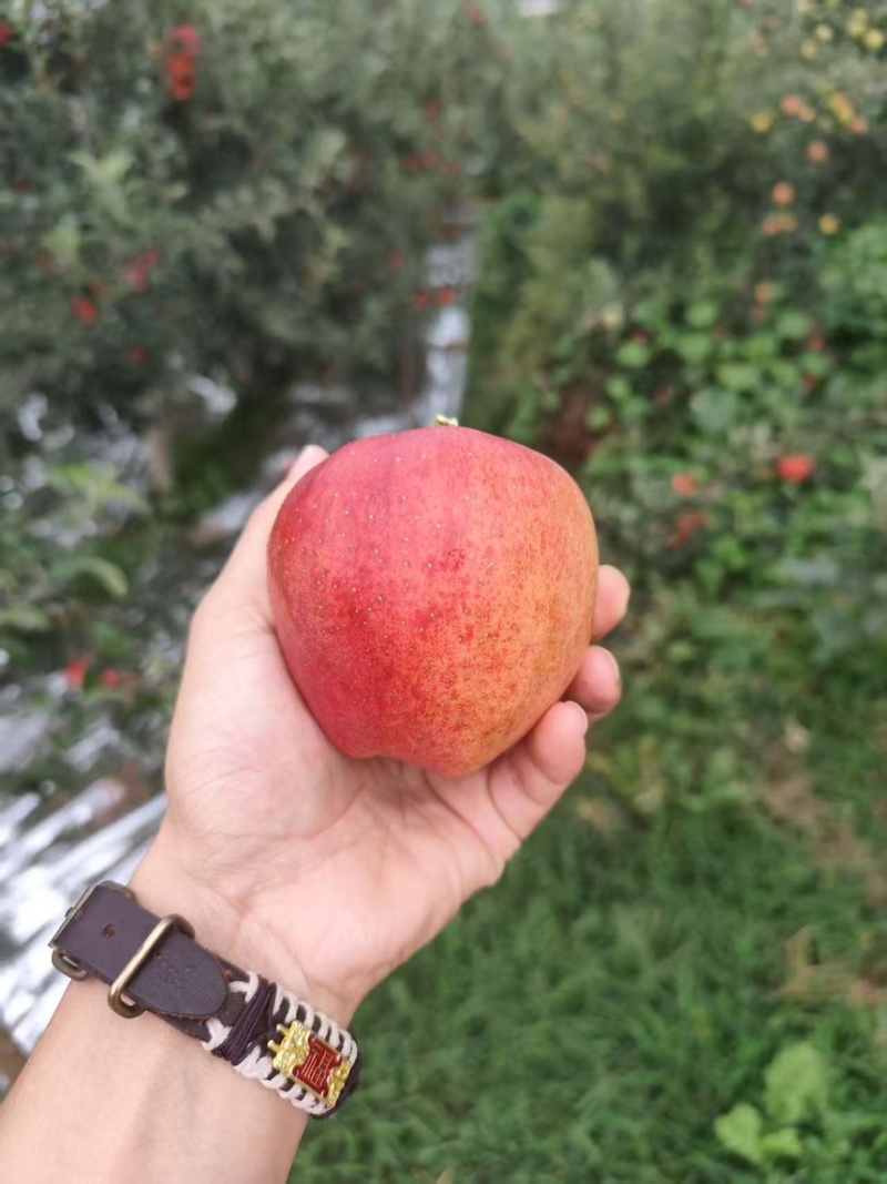 云南红露苹果