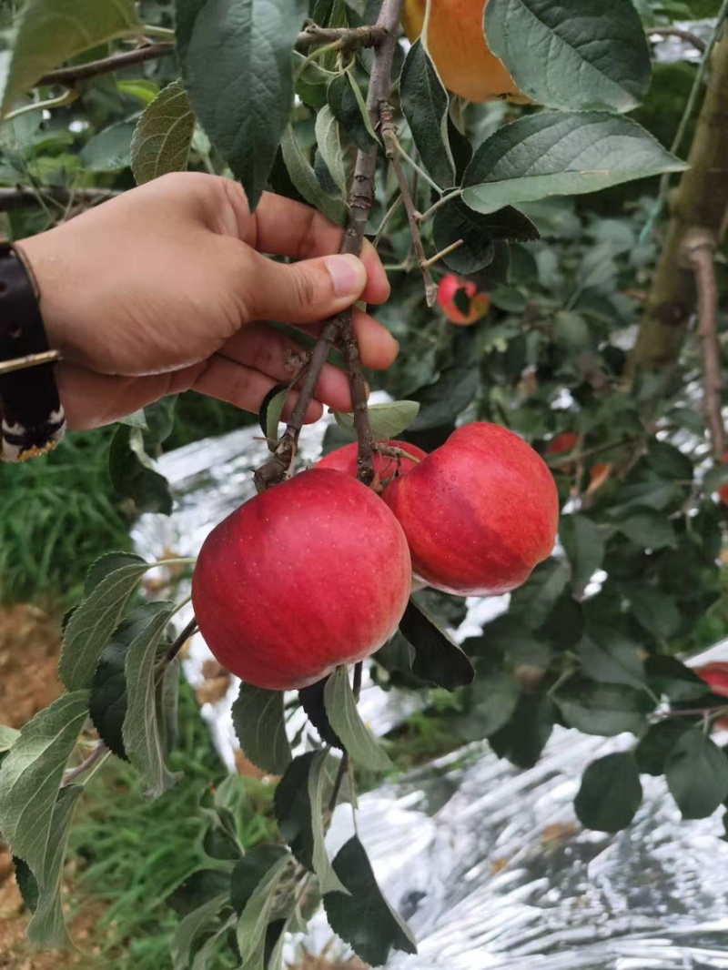 云南红露苹果