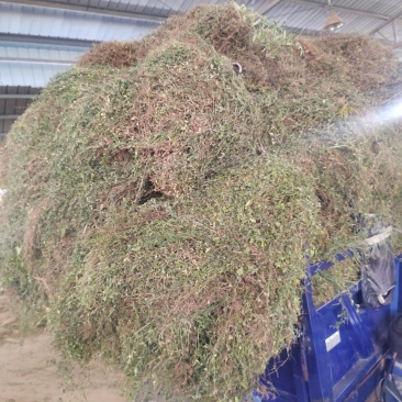 黄毛耳草产地直发