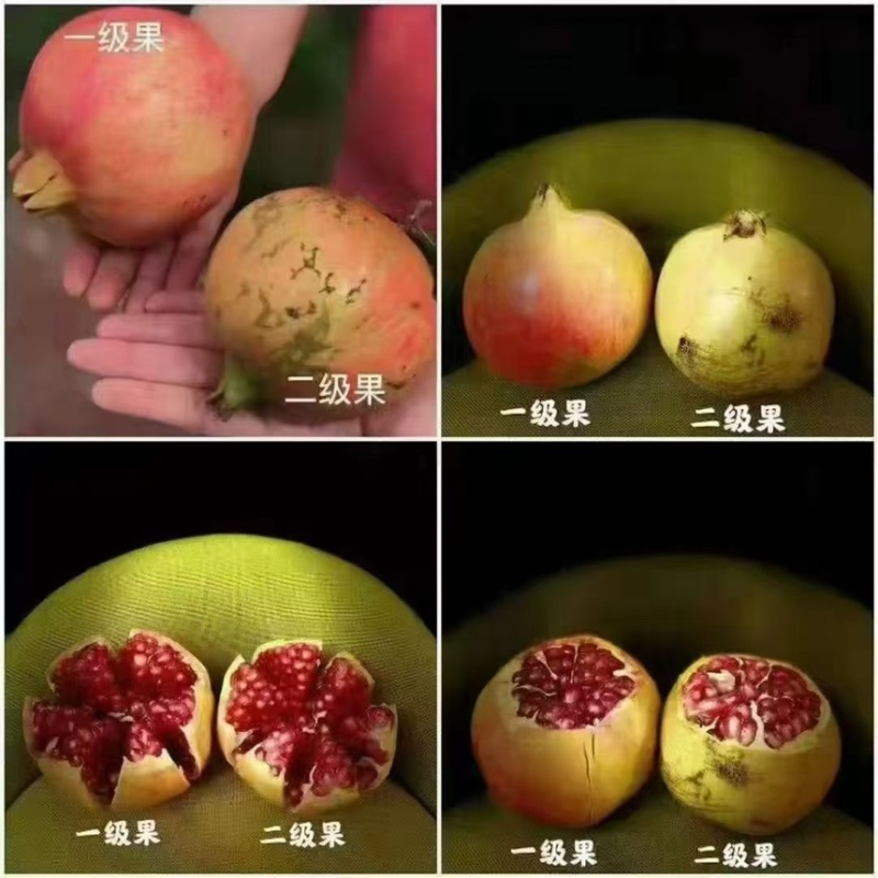 资中县精品突尼斯软籽石榴大量上市中品质保证欢迎来电咨询