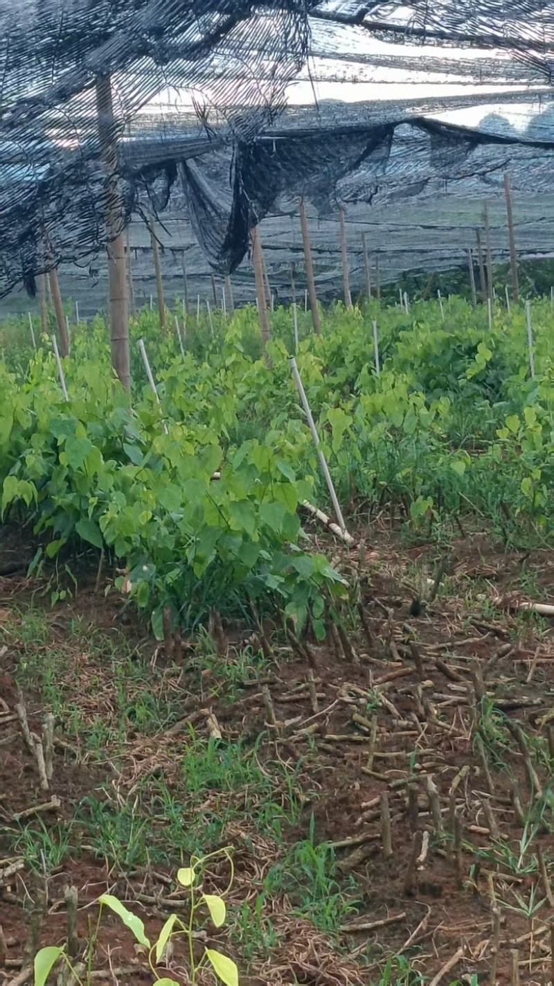 辣木苗（姑娘菜），学名赤苍藤菜，产地直发，货源充足