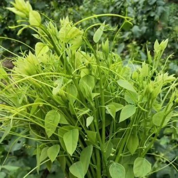 姑娘菜（学名赤苍藤），又名辣木菜，产地直发，价格实惠