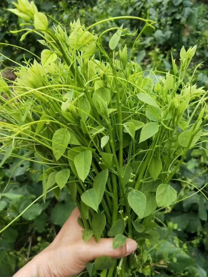姑娘菜（学名赤苍藤），又名辣木菜，产地直发，价格实惠