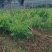 姑娘菜（学名赤苍藤），又名辣木菜，产地直发，价格实惠