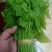 姑娘菜（学名赤苍藤），又名辣木菜，产地直发，价格实惠