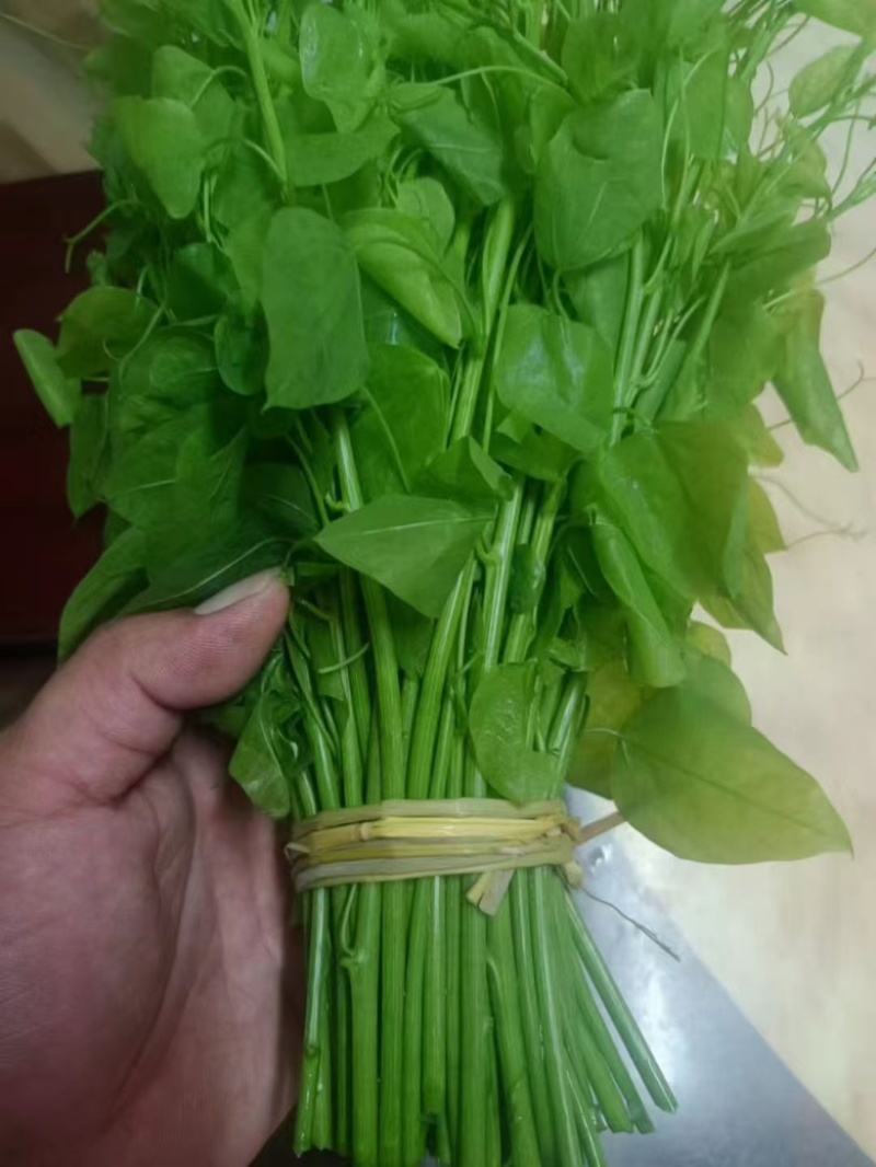 姑娘菜（学名赤苍藤），又名辣木菜，产地直发，价格实惠