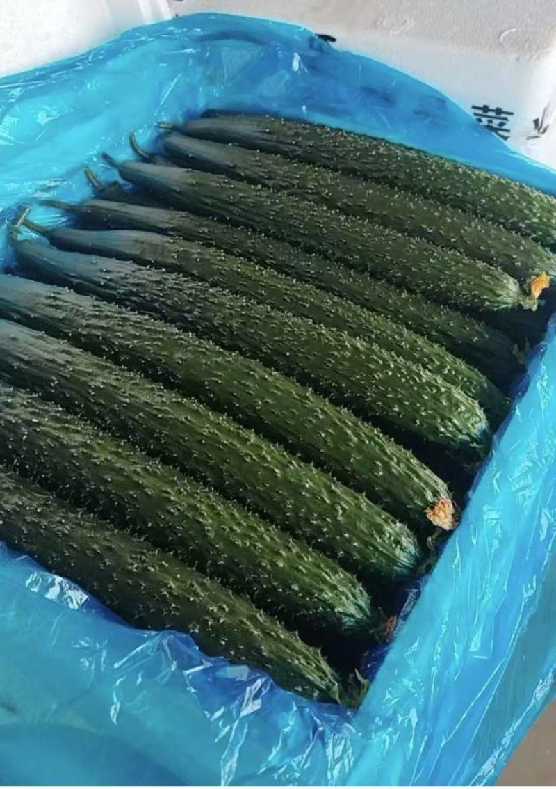 密刺黄瓜莘县油亮黄瓜大量供应品质保证欢迎来电咨询