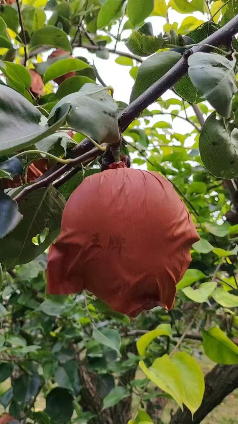皇冠梨