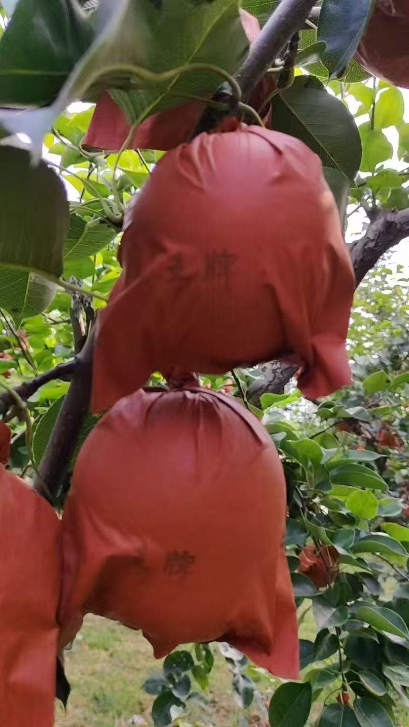 皇冠梨