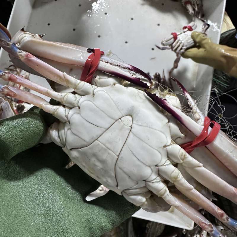 鲜活梭子蟹，二级大公蟹