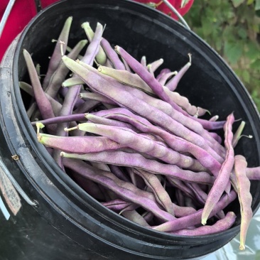 产地精品大紫袍豆角大量上市！