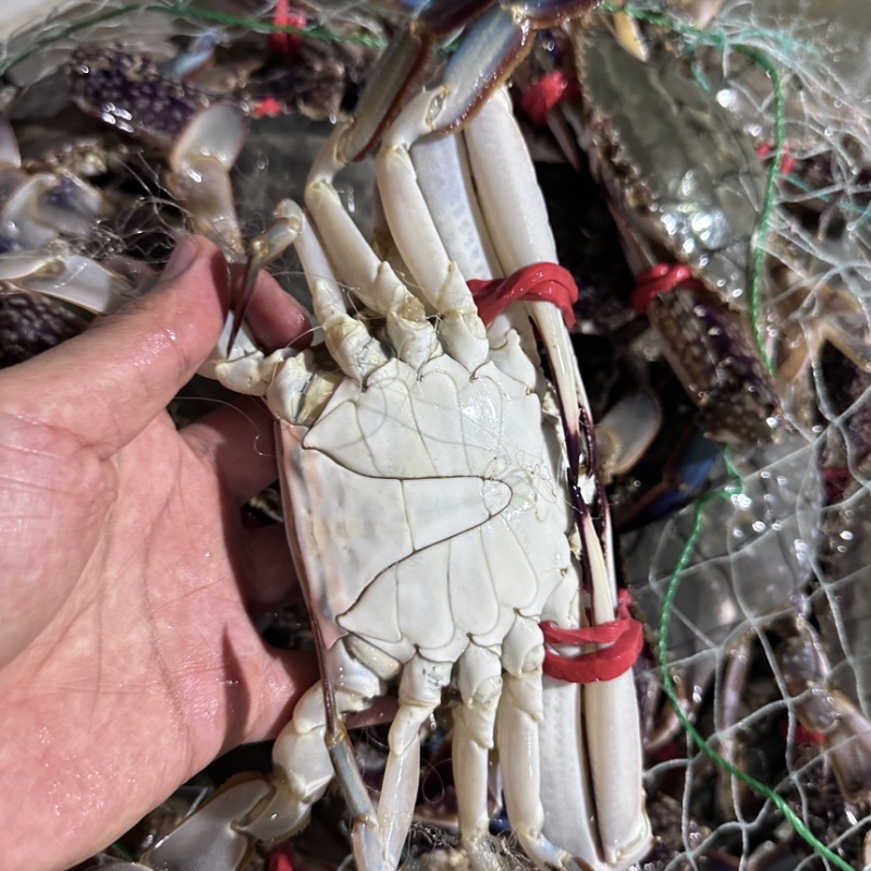 鲜活梭子蟹，二级大公蟹