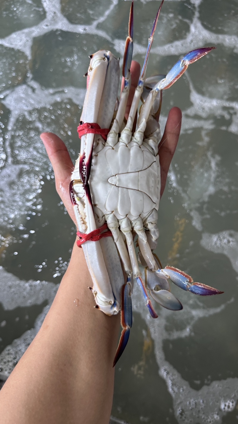 鲜活梭子蟹，二级大公蟹