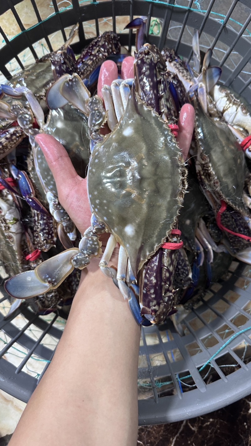 鲜活梭子蟹，二级大公蟹