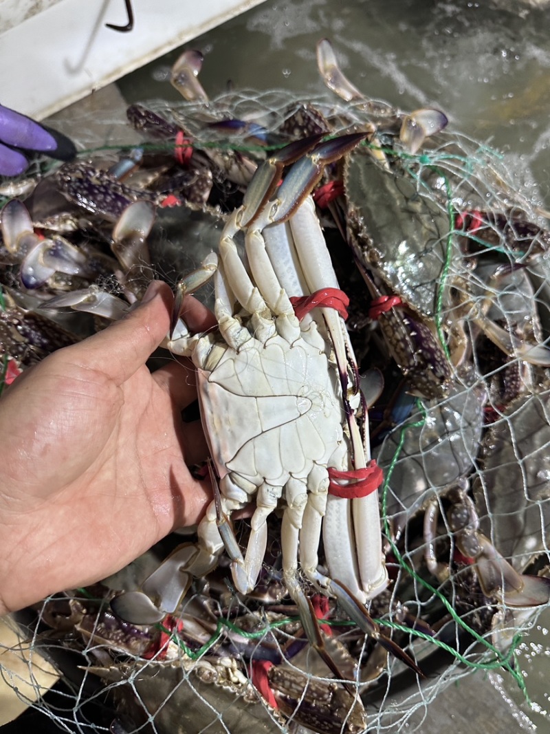 鲜活梭子蟹，二级大公蟹