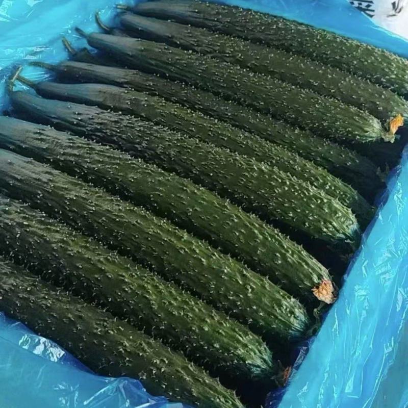 密刺黄瓜莘县油亮黄瓜产地直发现摘现发