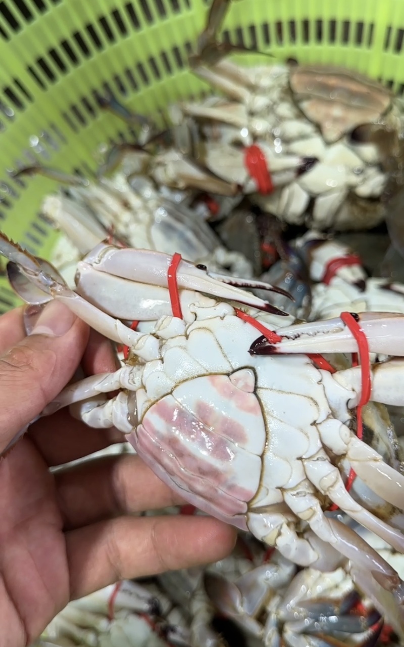 鲜活大母蟹，二母蟹都有