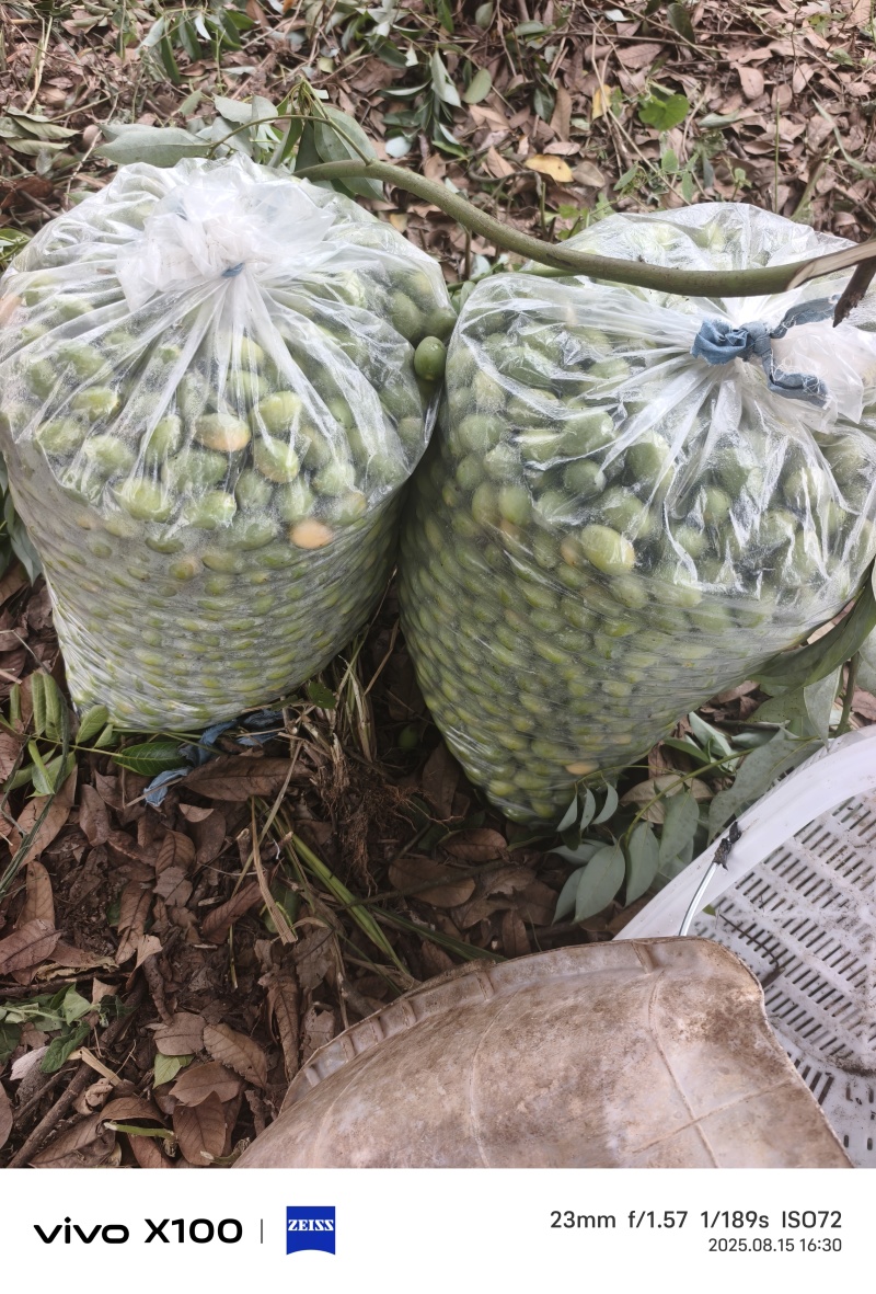 四川泸州合江县的青果，橄榄果已经大量上市，支持一件代发