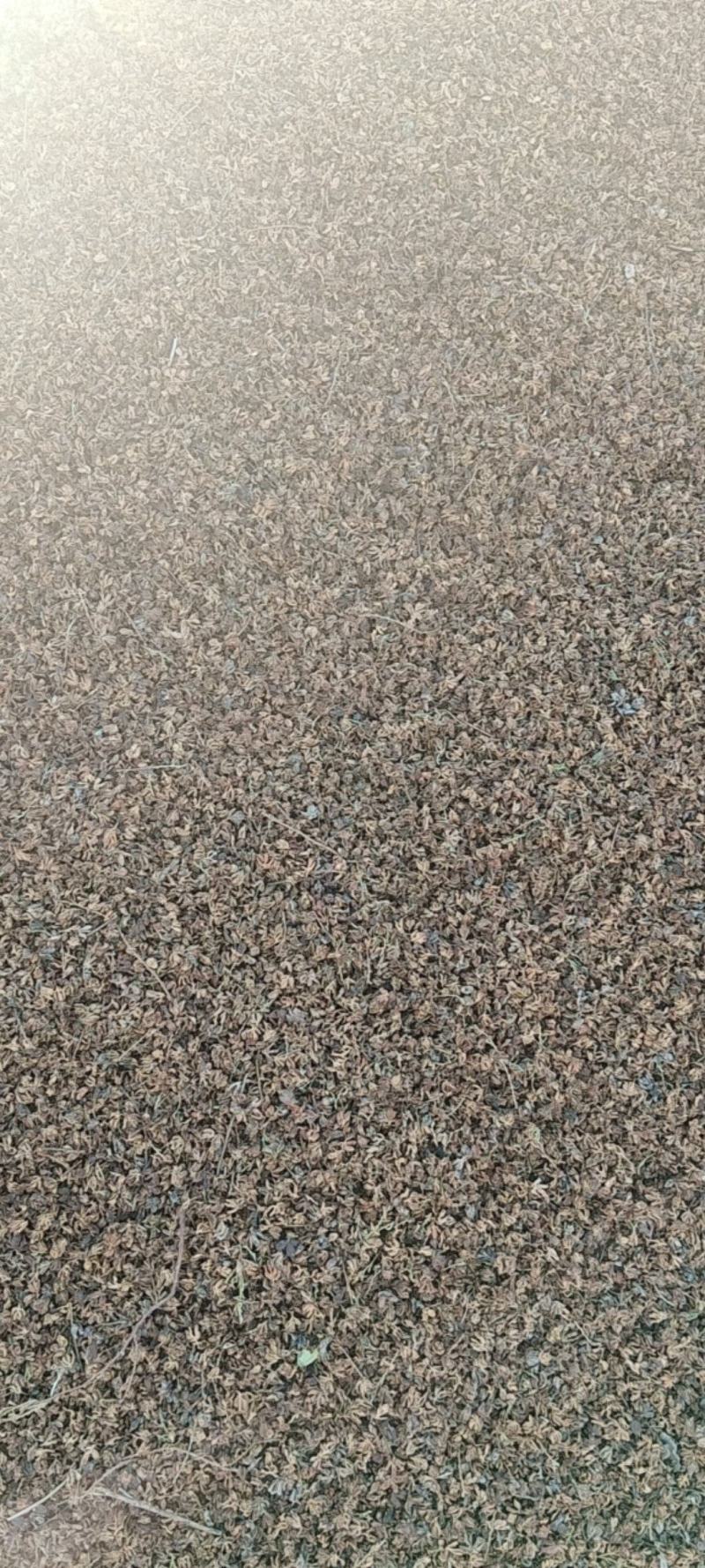 柏壳
