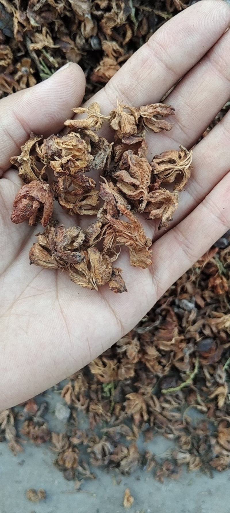 柏壳