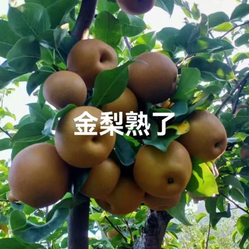 怀化金秋梨，色泽诱人，源头产地，省心采购