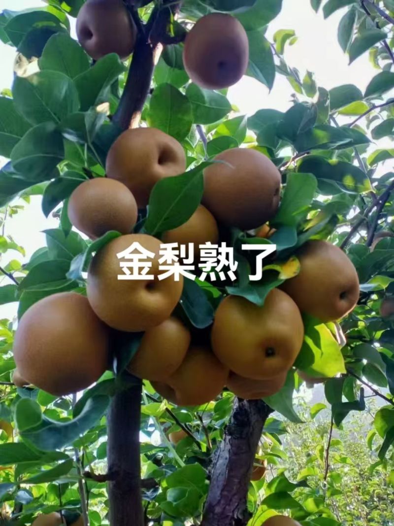 怀化金秋梨，色泽诱人，源头产地，省心采购
