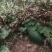冬瓜，长南瓜