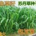 苏丹草种子四季高产养鱼专用牧草鱼草猪马牛羊鹅鸡鸭