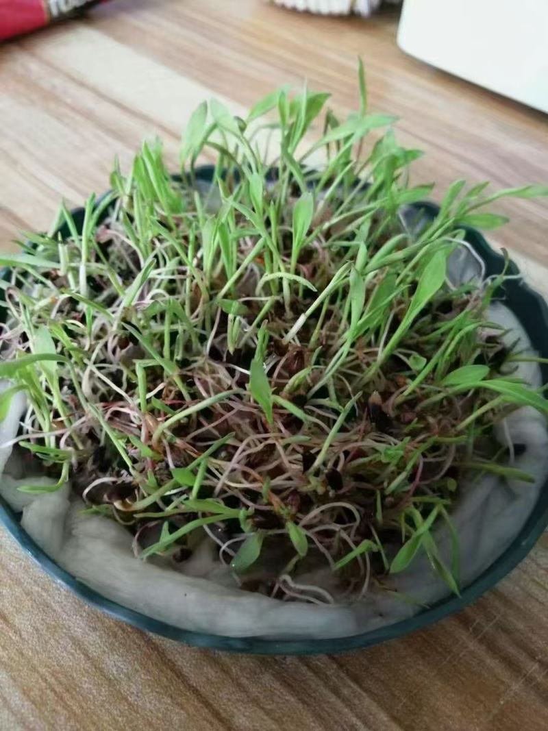 苏丹草种子四季高产养鱼专用牧草鱼草猪马牛羊鹅鸡鸭