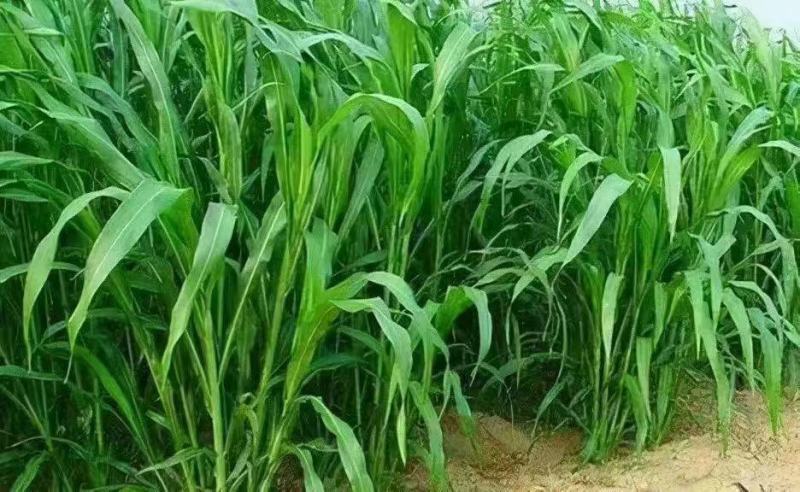 苏丹草种子四季高产养鱼专用牧草鱼草猪马牛羊鹅鸡鸭