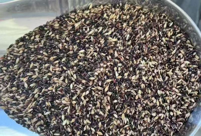 苏丹草种子四季高产养鱼专用牧草鱼草猪马牛羊鹅鸡鸭