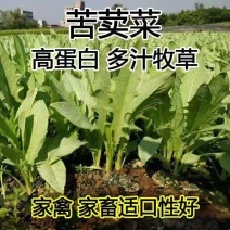 苦荬菜养鸡鸭鹅牧草鸡鸭鱼猪鹅苦麦菜鹅菜种苦唛菜春季秋季