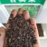 苦荬菜养鸡鸭鹅牧草鸡鸭鱼猪鹅苦麦菜鹅菜种苦唛菜春季秋季