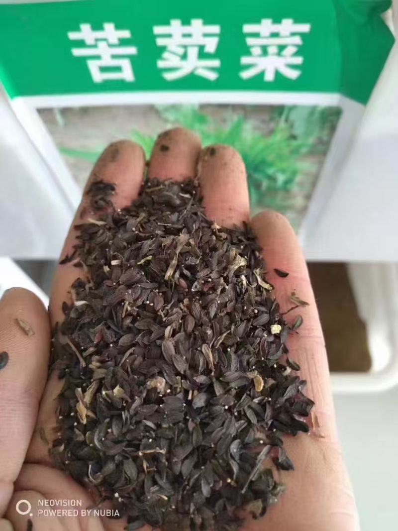 苦荬菜养鸡鸭鹅牧草鸡鸭鱼猪鹅苦麦菜鹅菜种苦唛菜春季秋季