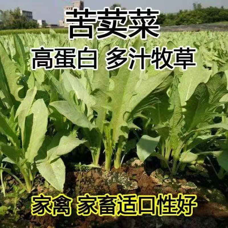 苦荬菜养鸡鸭鹅牧草鸡鸭鱼猪鹅苦麦菜鹅菜种苦唛菜春季秋季