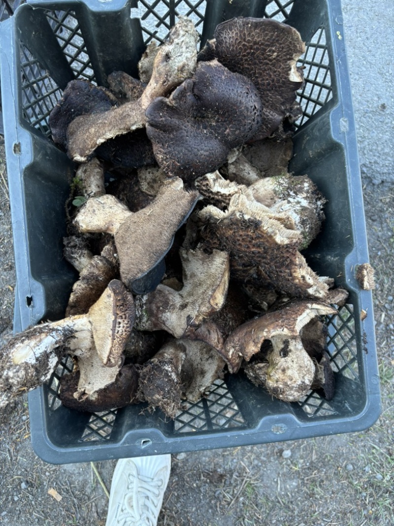 黑虎掌菌